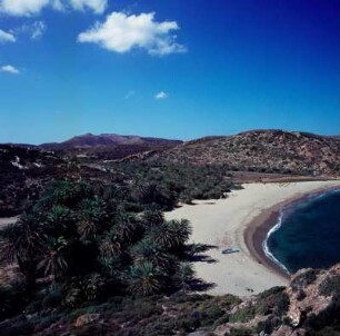 Palmenwald von Vai : Vai auf Kreta. Über der Bucht von Vai. Dattelpalmenbestand. Kretische Dattelpalme (Phoenix theophrasti)