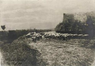 Schafherde