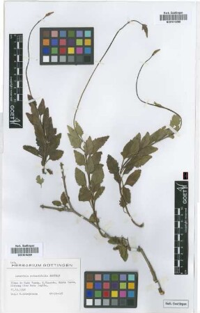 Lavandula rotundifolia Benth.