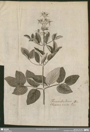 Flammula Jovis Offic: Clematis erecta Linn