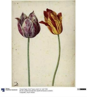 Zwei Tulpen