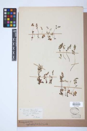 Anogramma leptophylla (L.) Link, 1841