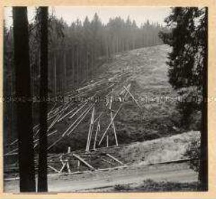 Gefällte Bäume im Thüringer Wald
