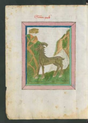 Steinbock