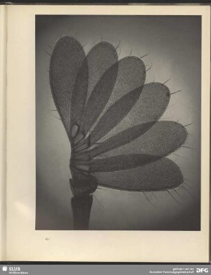 Urbild des Meldewesens. Antenne eines Käfers. 36:1