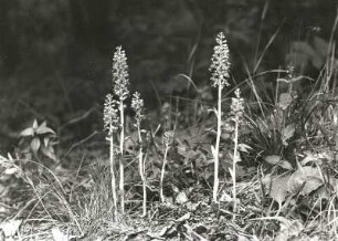 Vogel-Nestwurz (Neottia nidus-avis). Osterzgebirge, Oelsener Wiesen