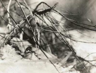 Schneeammer (Passerina nivalis L.), im Schnee