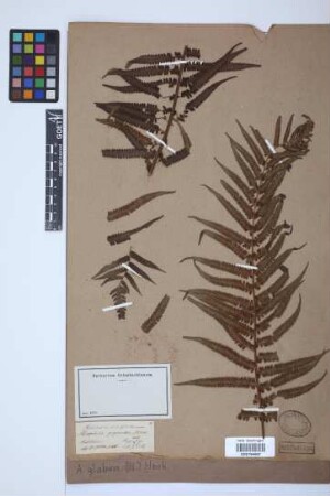 Alsophila glabra (Blume) Hook.