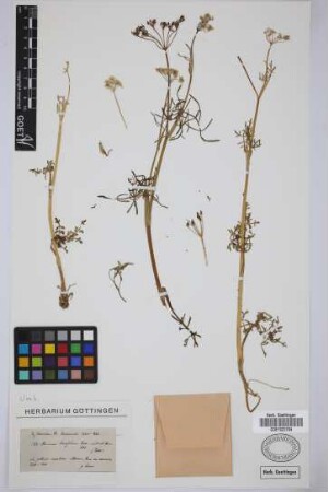 Bunium brevifolium Lowe