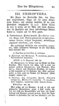 III. Chiroptera
