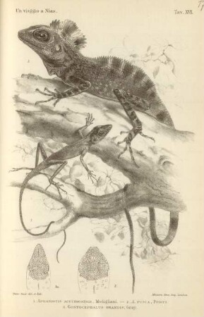 Tav. XVI. 1. Aphaniotis acutirostris, Modigliani ...