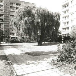 Cottbus. Brunschwig-Park (Rest des ehemaligen Gutsparkes am Haus Brunschwig, Lieberoser Straße 12). Trauerweide vor Neungeschosser
