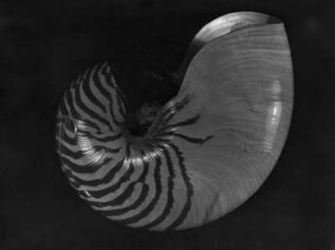 Nautilus pompilius (Gemeines Perlboot)