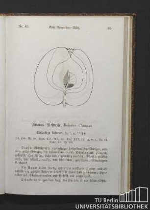 Nr. 45. Ananas-Reinette, Reinette d'Ananas.