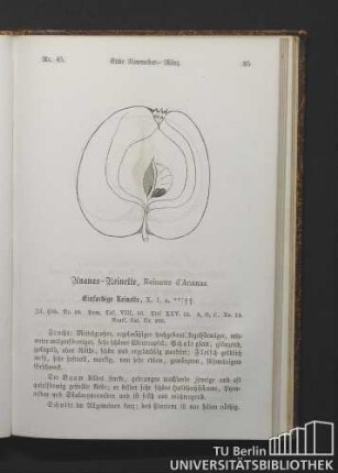 Nr. 45. Ananas-Reinette, Reinette d'Ananas.