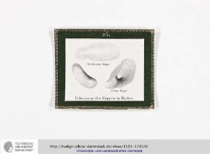 Blatt 25: Uebergang der Kuppen in Rücken