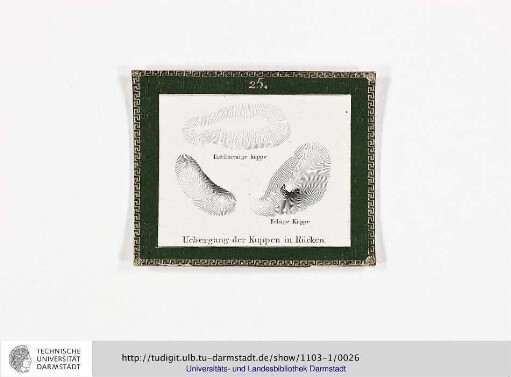 Blatt 25: Uebergang der Kuppen in Rücken