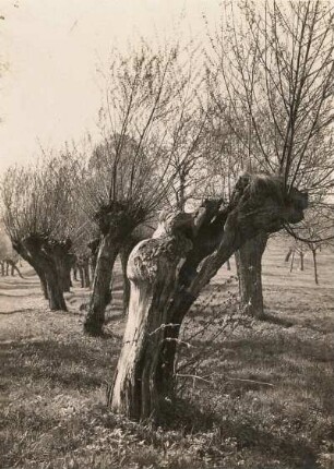 Leuben bei Lommatzsch. Kopfweiden am Feldweg Rosenmühle-Kockelsberg