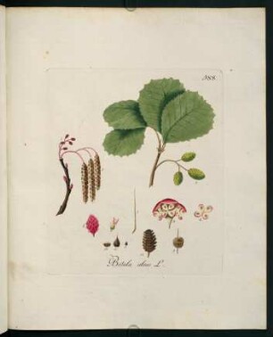 Betula alnus L.