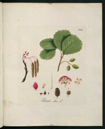 Betula alnus L.