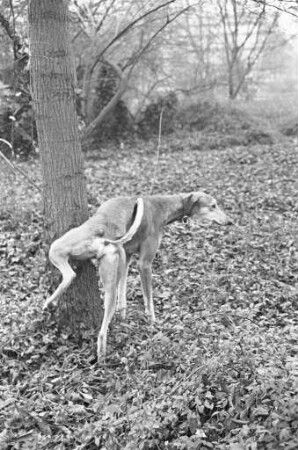 Haustier Hund