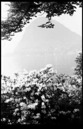 Lugano: Luganer See durch Blütenbäume