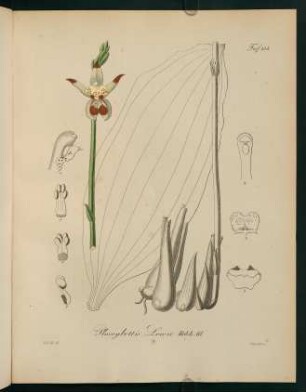 154r-154v, Plocoglottis Lowii