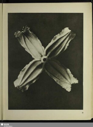 Clematis integrifolia. Waldrebe. Blüte in 9facher Vergrößerung