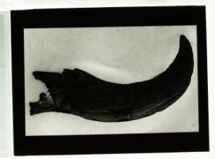 Bison bonasus (Linnaeus, 1758)