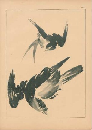 AHD. Vogelstudien