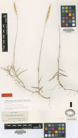 Trisetum velutinum Boiss. [isotype]