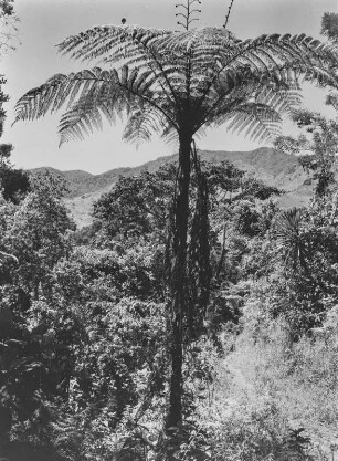 Palme : Eine Palme in einem Wald nahe der Uluguru-Berge
