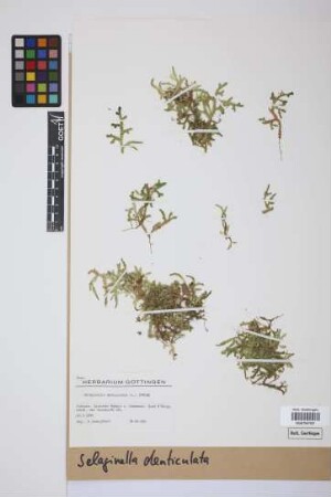 Selaginella denticulata