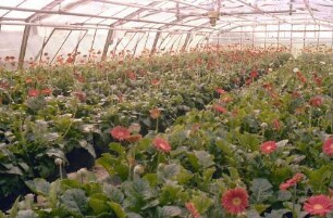 Holzhausen: Gerbera Gewächshaus