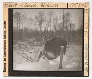 Wisent : Wisent (Bos bonasus Linnaeus) im Schnee.