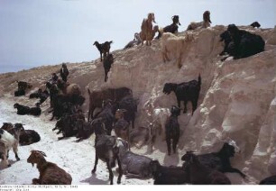 Israel: Wüste Juda