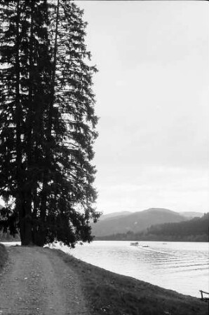 Uferweg mit Tannen am Titisee