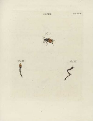 Tab. CXIV.