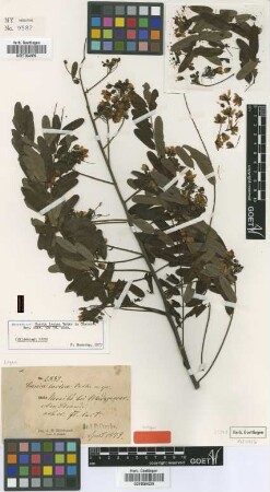 Cassia lactea Vatke [isotype]