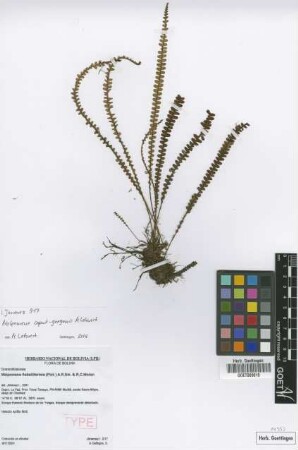 Melpomene flabelliformis (Poir.) A.R.Sm. & R.C.Moran