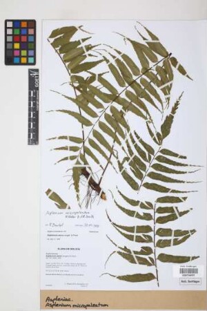 Asplenium micropaleatum