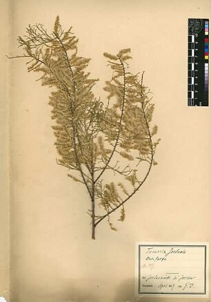 Tamaricaceae Tamarix jordanis Boissier, Edmond (1810 - 1885) [Jericho, Tell es-Sultan, Yeriho]
