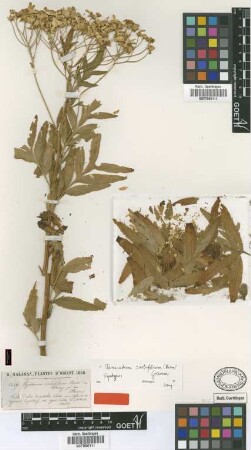 Pyrethrum sorbifolium Boiss. [type]