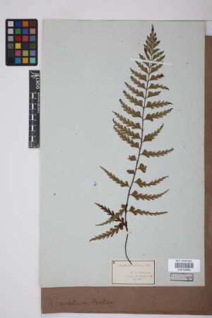 Asplenium caudatum G.Forst.