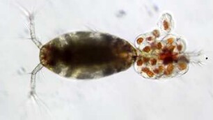 Oithona sp., female with eggs, Lanzarote 2022