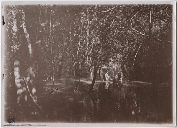 Mule being led through flooded forest