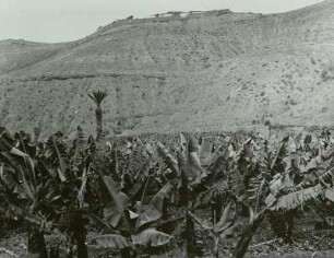 Gran Canaria, Bananenpflanzung in Las Palmas