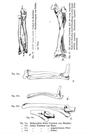Fig. 12. Verlauf der Kraftlinie - Fig. 13. - Fig. 14 a. - Fig. 14 d.