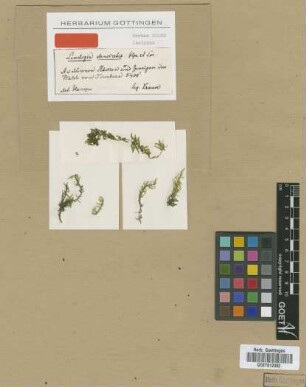 Lindigia densiretis Hampe & Lorentz [isotype]