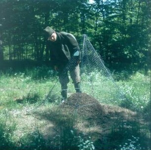 Nest der Roten Waldameise in einem Versuchswald bei Würzburg